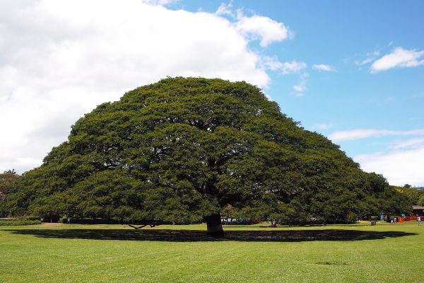 この木なんの木「モアナルアガーデンパーク」