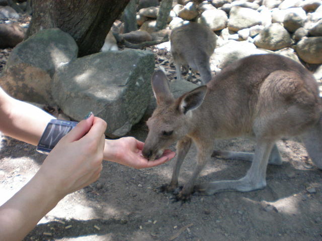 カンガルーの餌付け