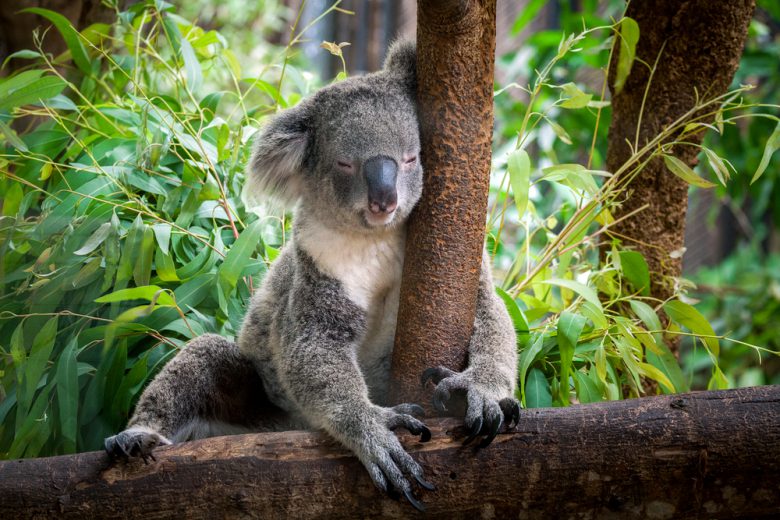 コアラ抱っこができる動物園あり