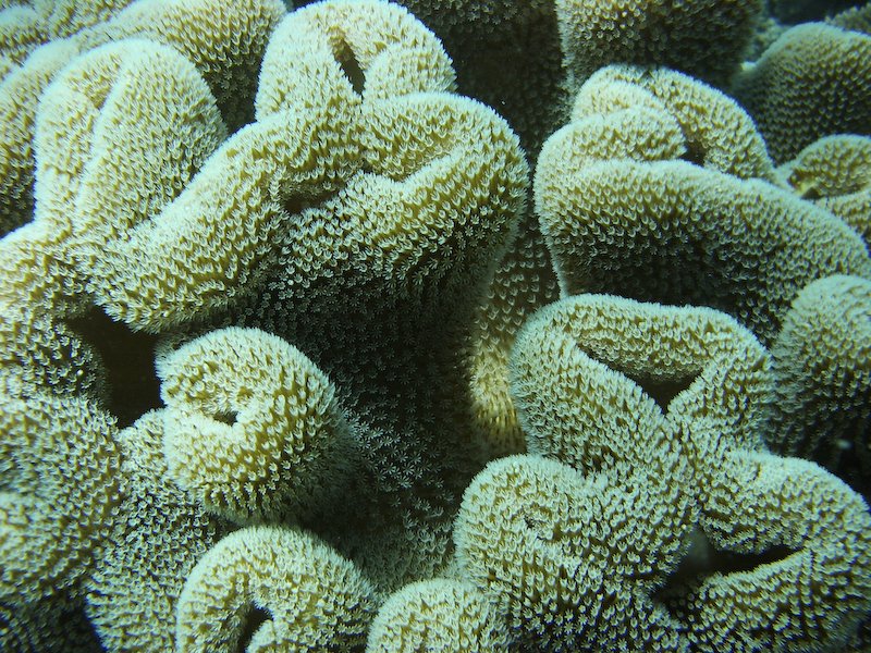 モルディブ珊瑚５