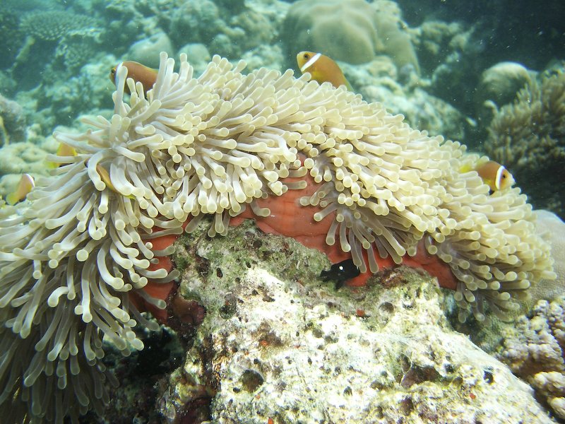 モルディブ珊瑚２