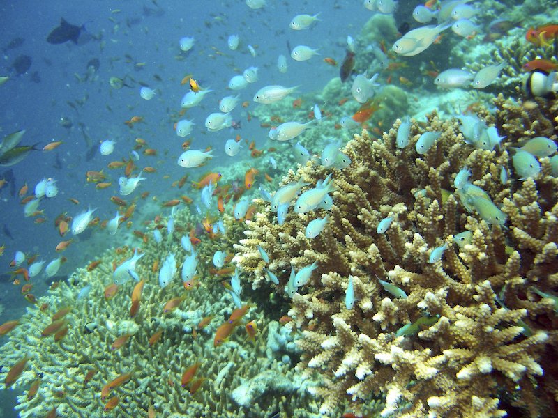 モルディブ珊瑚４