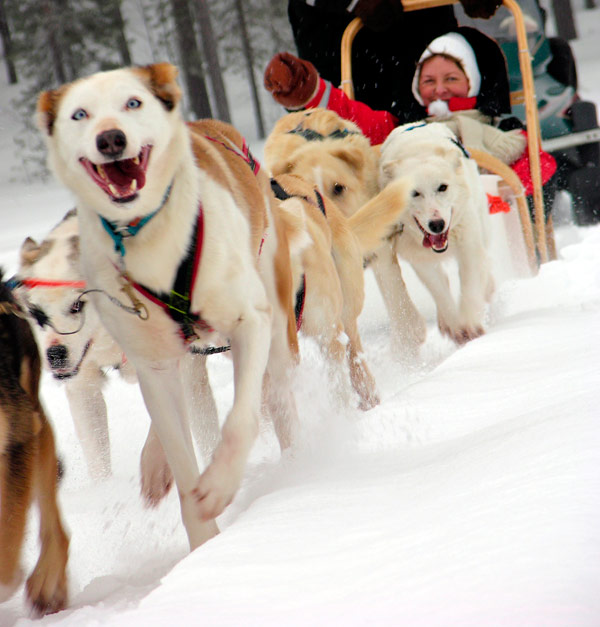 ハスキー犬そり