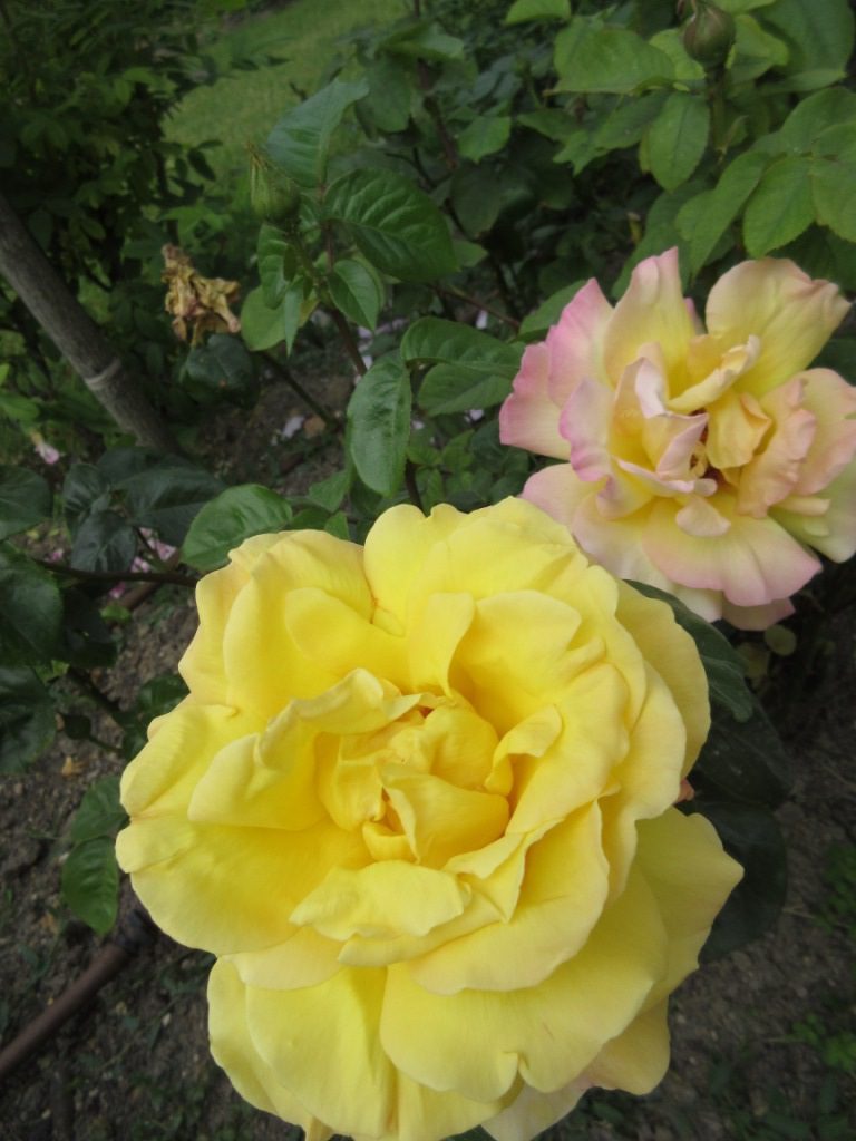 ロダン美術館の黄色のバラ