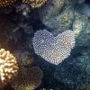 モルディブは珊瑚もロマンチック？
