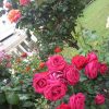 ６月のハネムーンは、薔薇園で優雅なひと時