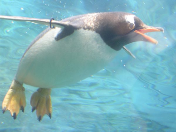 旭山動物園は鉄板の行き先