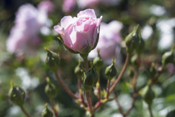 バラ園でかぐわしい香りを楽しむ