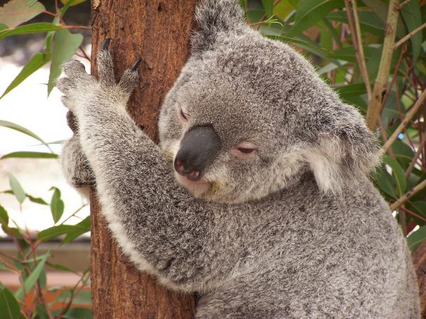 オーストラリアでコアラ抱っこ
