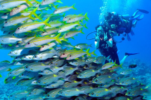 こんなにたくさんの魚の群れは、日本じゃお目にかかれない？！