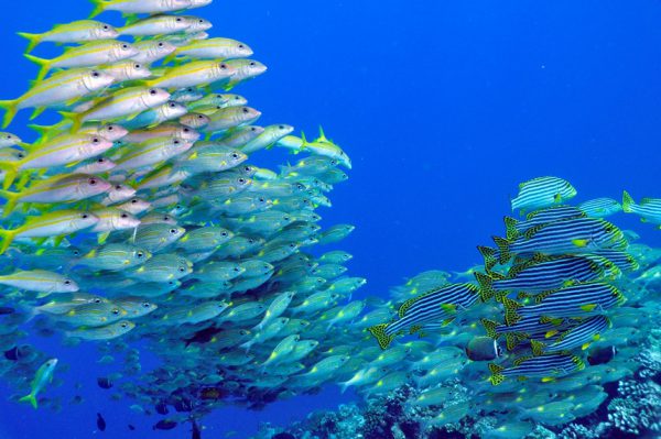 海のすばらしさ、自然の美しさに感動！