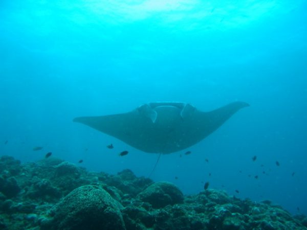 石垣島でダイビング