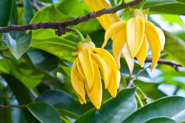 甘くエキゾチックな香りに包まれる バリ島のハネムーン ハネムーンs