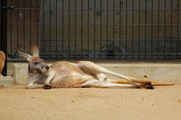 動物との触れ合いがテーマの新婚旅行