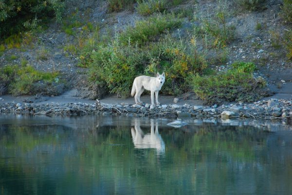 アラスカ新婚旅行でオーロラ観測や犬ぞり体験を