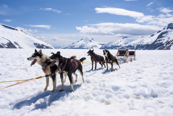 アラスカのアクティビティ犬ぞり