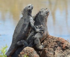 ガラパゴス諸島といえばイグアナ