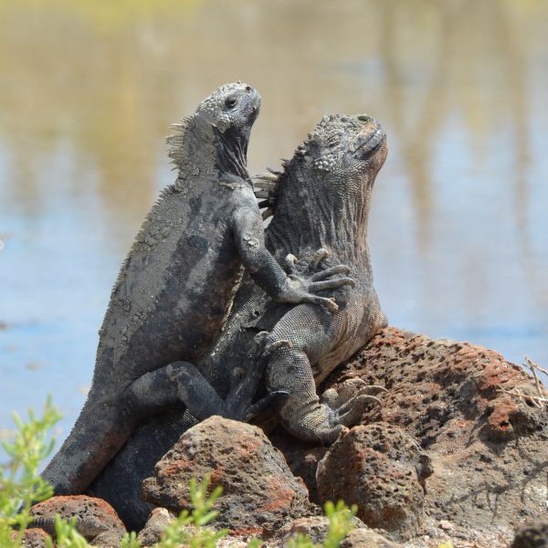 ガラパゴス諸島といえばイグアナ