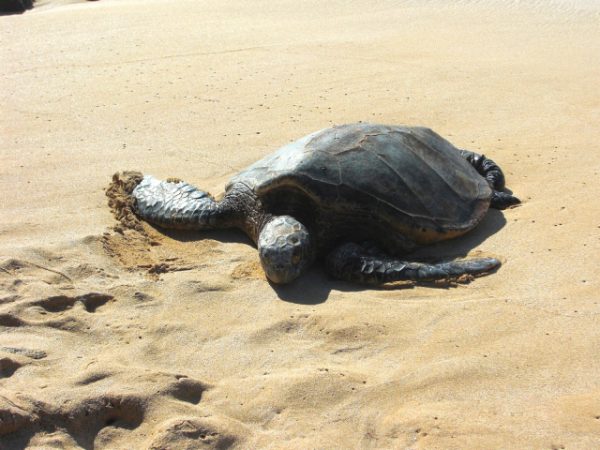 海がめが上陸するビーチ