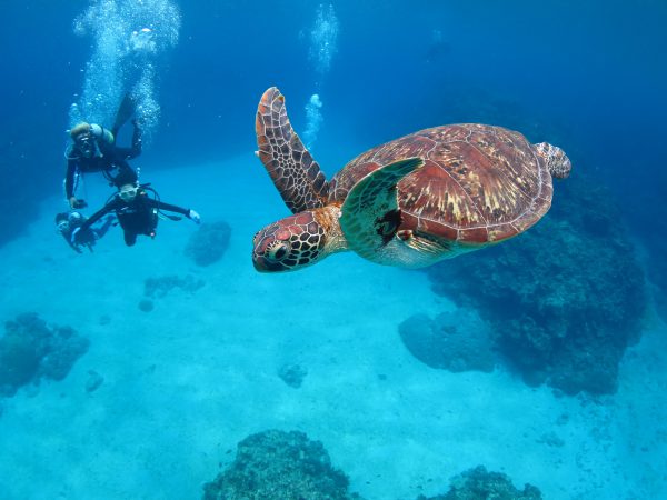 慶良間諸島でマリンアクティビティ