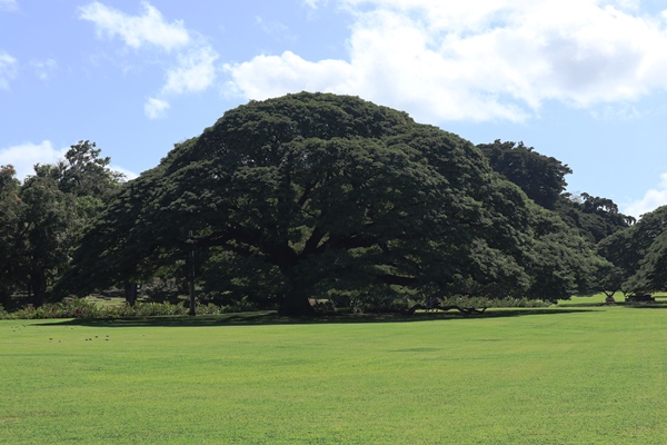 日立の樹