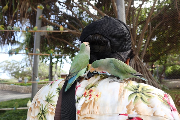 人慣れしてるインコ