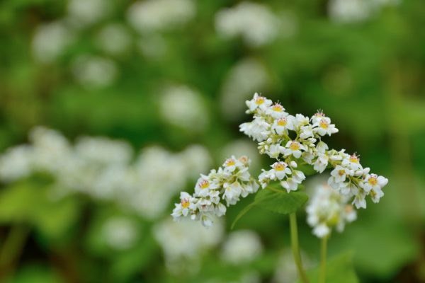 そばの花