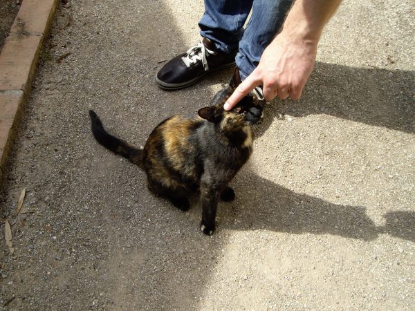 植物園の猫はフレンドリー