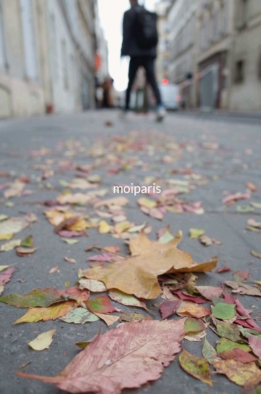 枯れ葉舞うパリの散歩道