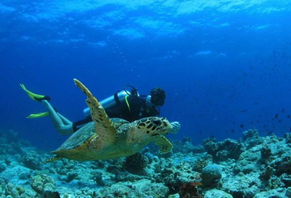 ウミガメと泳ぐアクティビティも