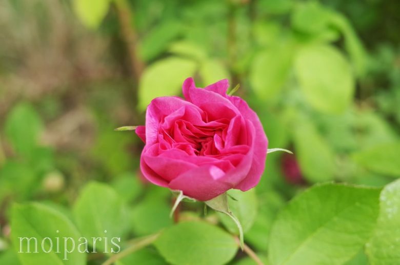 開花しているバラを見つけながらバラ園を歩く