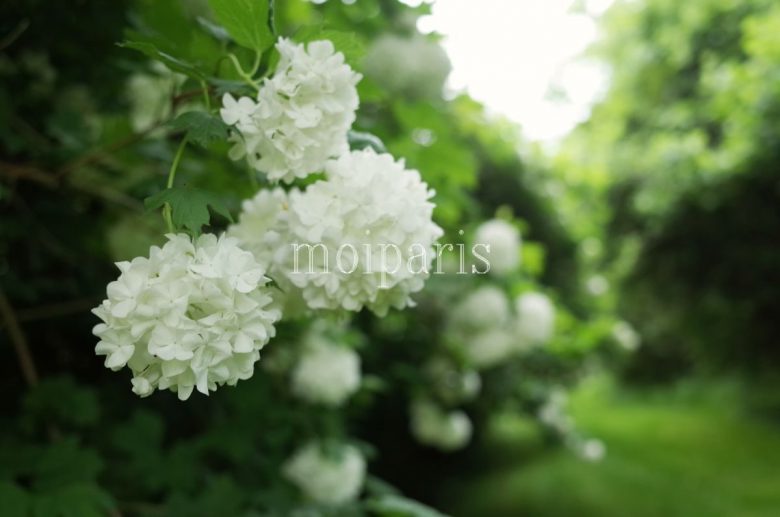 バラ以外の花も咲いていました