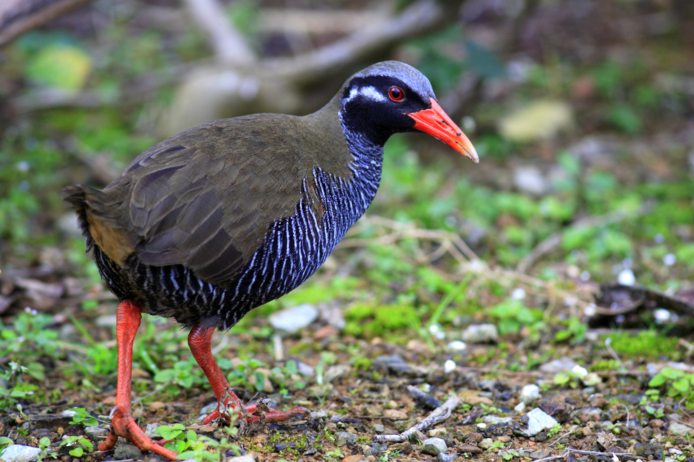 沖縄、動物、ヤンバルクイナ