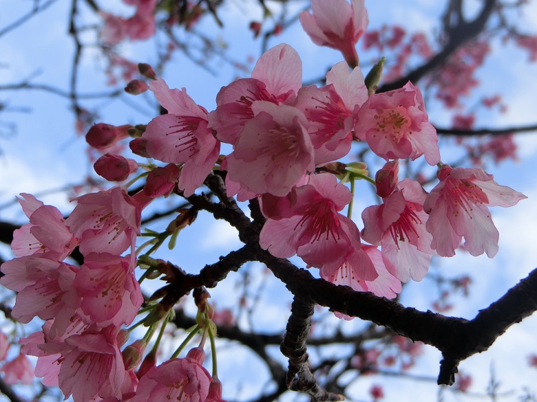 沖縄は寒緋桜