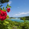 沖縄、南国の花