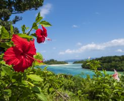 沖縄、南国の花