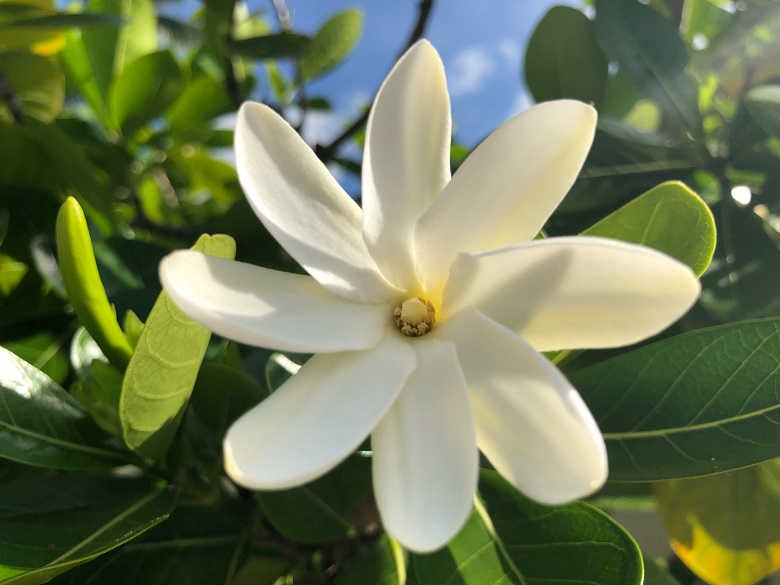 8枚の花びらがあるティアレ