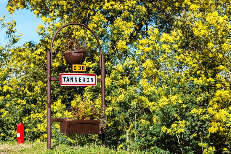 ミモザ街道の一つ「タネロン」