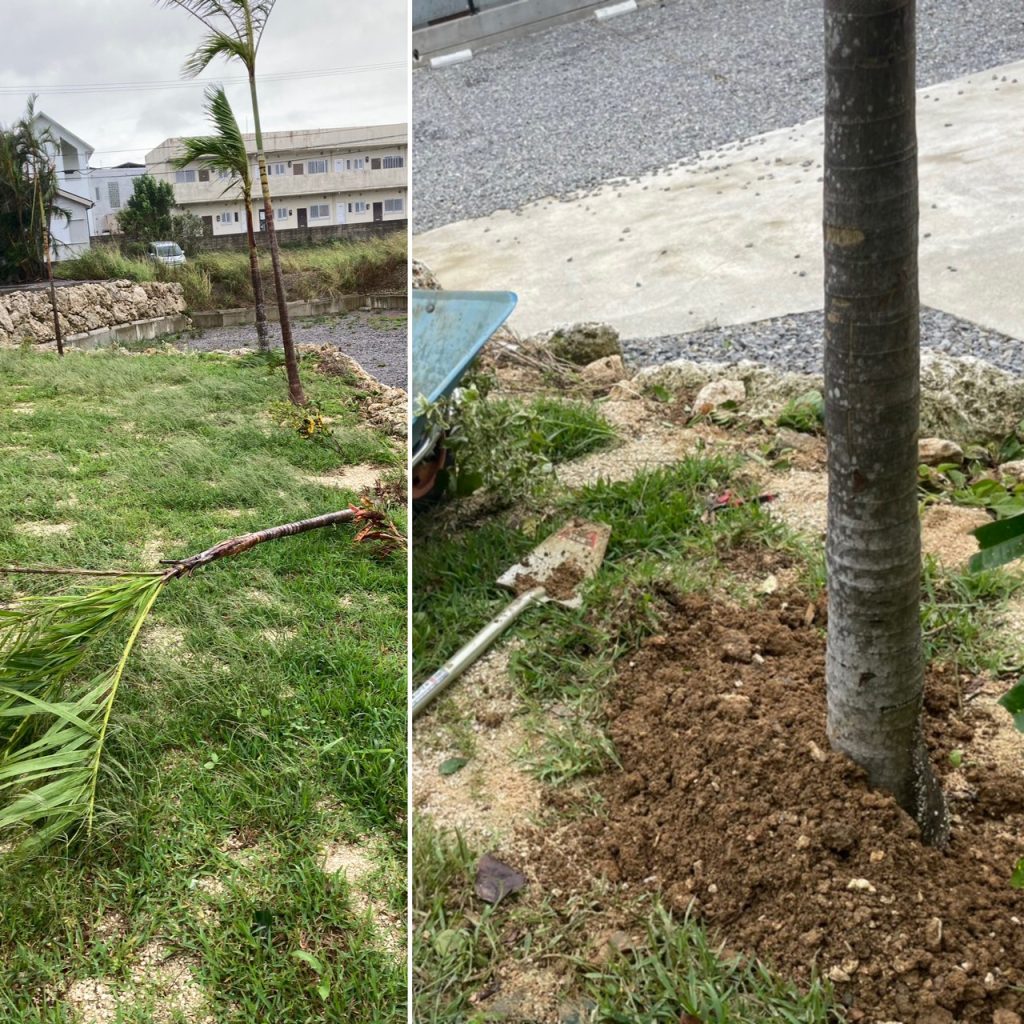 倒れたヤシの木は再度シッカリと植えなおしました