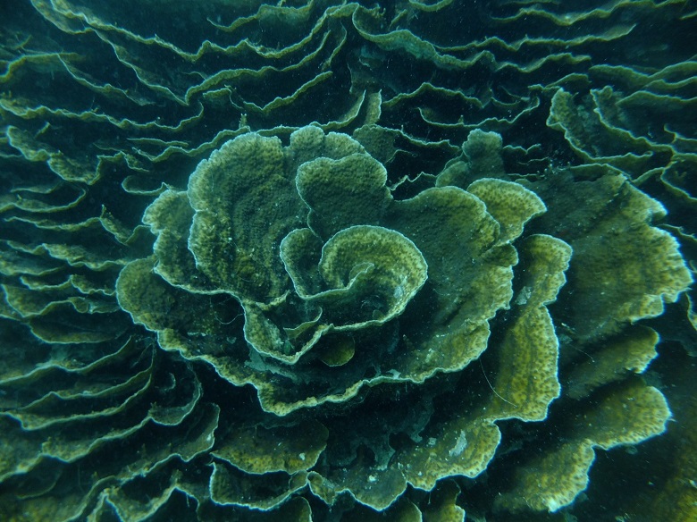 琉球菊花珊瑚
