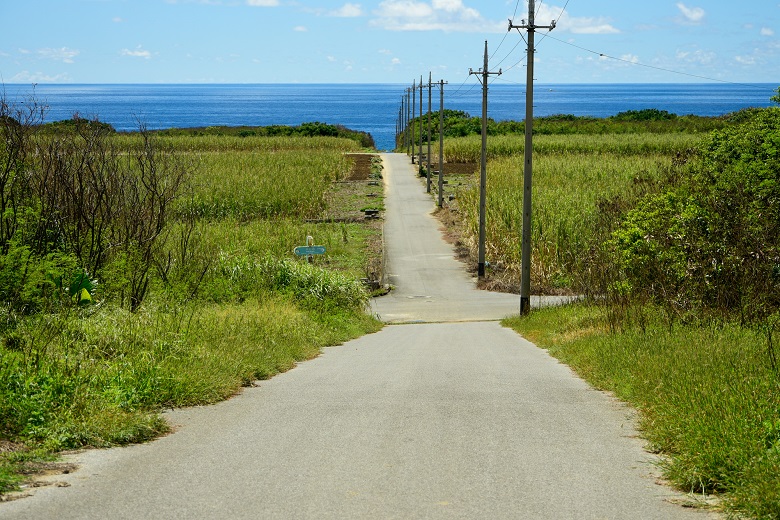 波照間島のサトウキビ畑