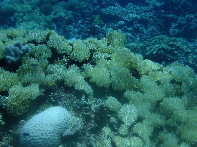 美しいサンゴ礁
