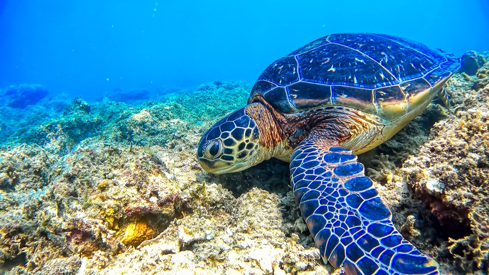 座間味諸島・阿嘉島のアオウミガメ 