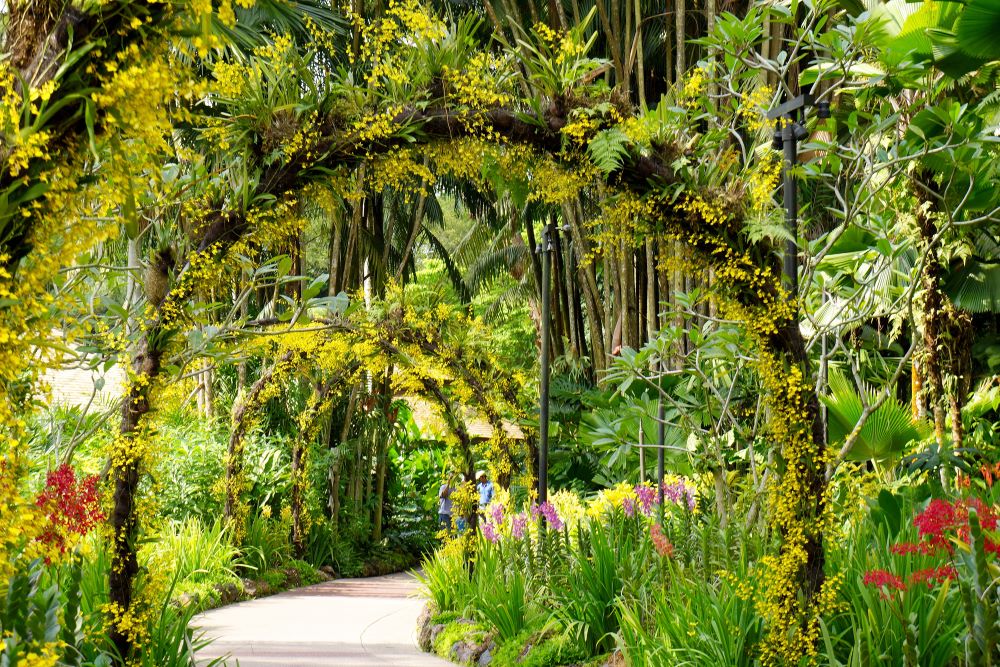 シンガポール植物園(ボタニックガーデン)