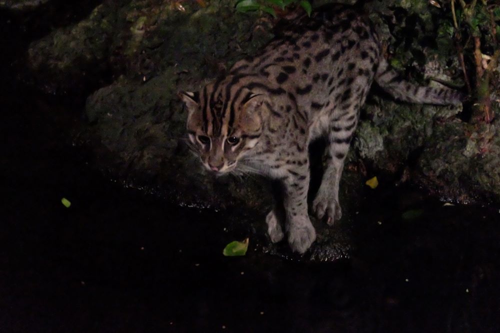 フィッシングキャット