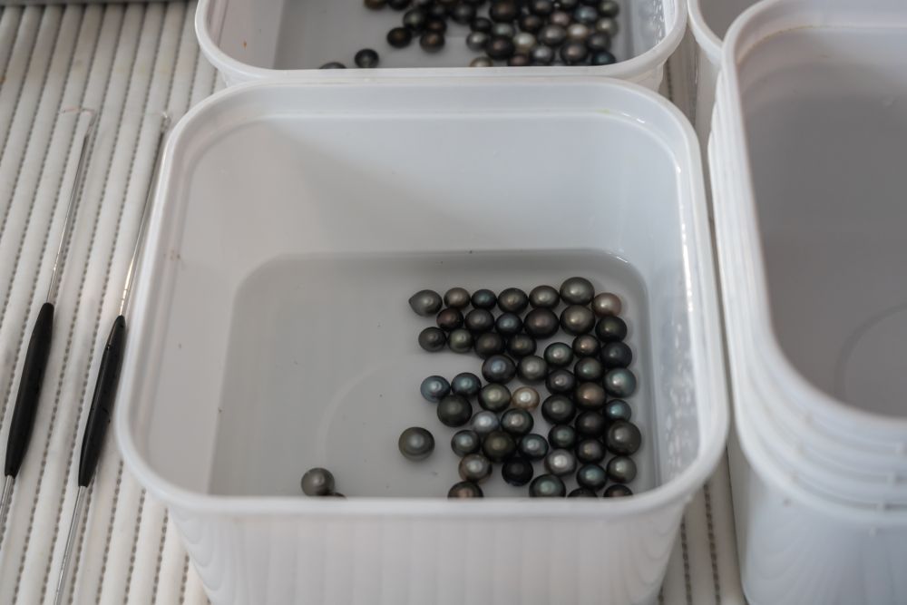 タハア島で採れたブラックパール