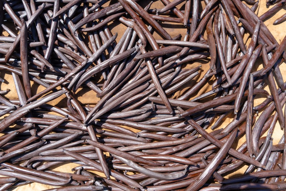 乾燥させたバニラの種