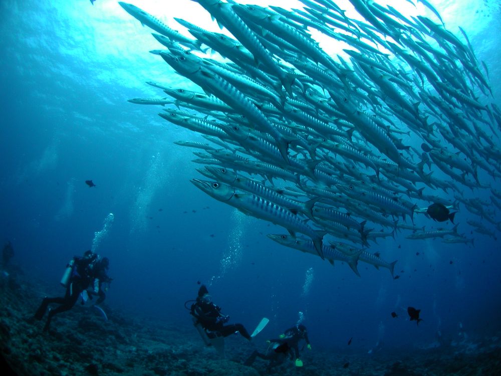 パラオ　ブルーコーナー