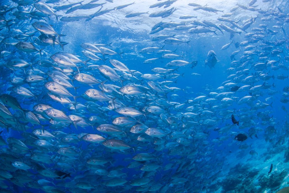 ギンガメアジの群れ