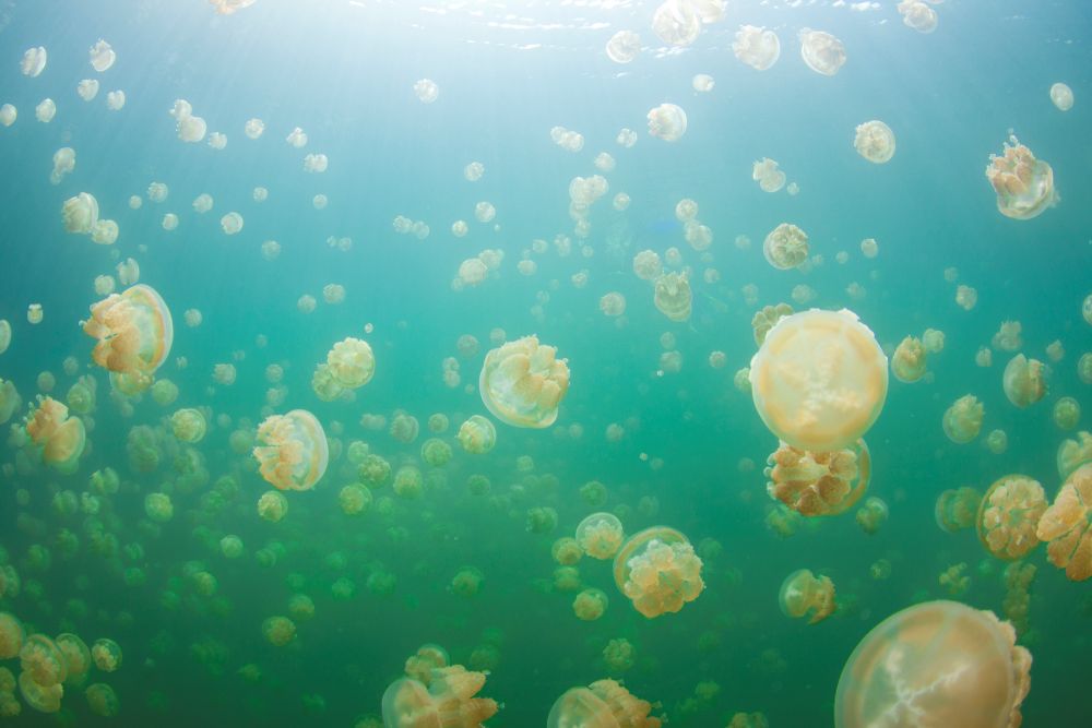 ジェリーフィッシュレイク